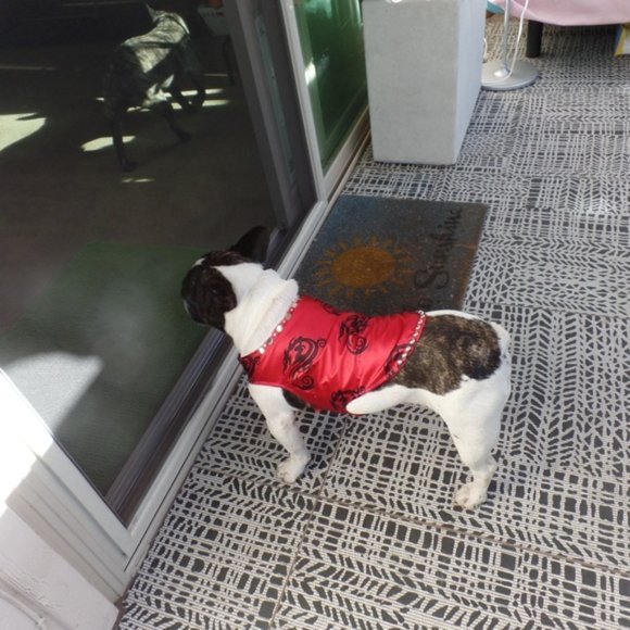 Dragon boy dog clothes new! - Picture 5 of 6